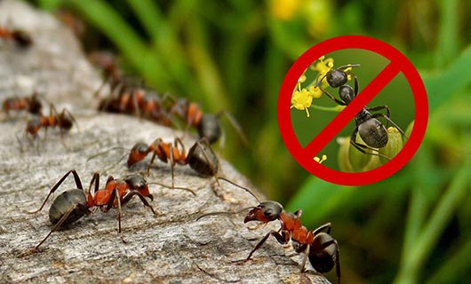 Kammerjäger Ameisenbekämpfung